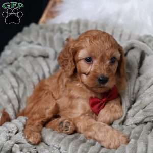 Rusty, Cavapoo Puppy